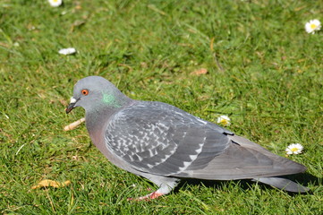 Palomas
