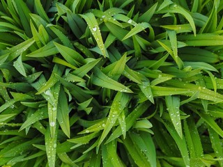 Fototapeta premium Plant Leaves 