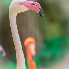 Pink flamingo portrait close up