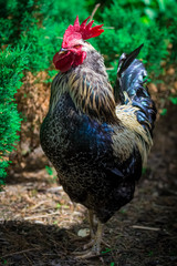 Big rural cock in a farm