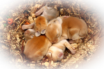 Little rabbit babies sleeping together. Cute pets