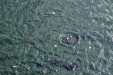 radioactive catfish in the cooling pond of chernobyl