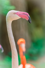 Pink flamingo portrait close up