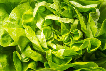 Lettuce green salad background pattern