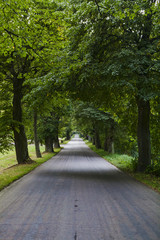 Magical road in the old forest