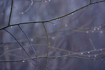 Branches without leaves with drops. Fresh rain drops on the branches. Tree branch with water drop after rain.