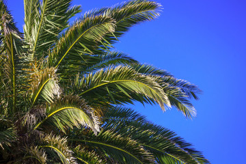 Obraz na płótnie Canvas palm tree at the sky, location - New Zealand