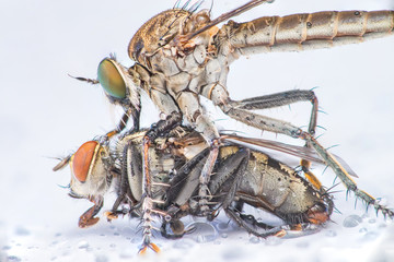 Brown Heath Robberfly (Arthropoda: Diptera: Asilidae: Machimus: Machimus cingulatus) eating a Flesh Fly (Sarcophaga crassipalpis Macquart) isolated with white background
