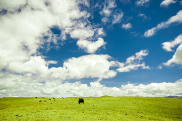 Obraz na płótnie Canvas view on cattle in mountain grassland of China