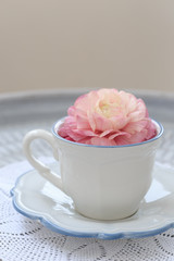Tea cup with pink ranunculus in it