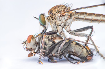 Brown Heath Robberfly (Arthropoda: Diptera: Asilidae: Machimus: Machimus cingulatus) eating a Flesh Fly (Sarcophaga crassipalpis Macquart) isolated with white background

