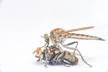 Brown Heath Robberfly (Arthropoda: Diptera: Asilidae: Machimus: Machimus cingulatus) eating a Flesh Fly (Sarcophaga crassipalpis Macquart) isolated with white background

