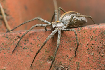 Female nursery web spider, Pisaura mirabilis