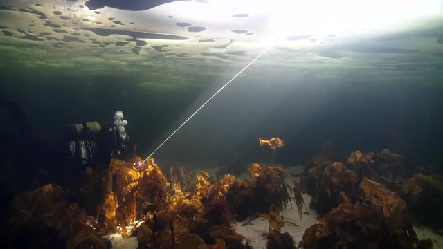 Unique shooting of diver underwter on seabed in ice of White Sea. Creative diving and dangerous extreme sport. Unique shooting.