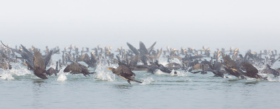 Cormorants hunting on Marano's lagoon, Friuli, Italy