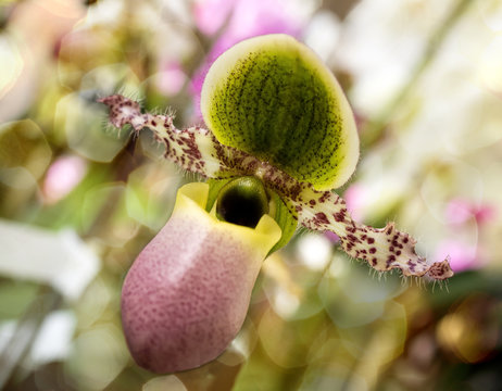 Frauenschuh, Orchidee