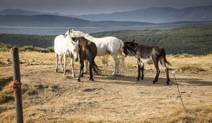 Group of three horses and a donkey in the pasture