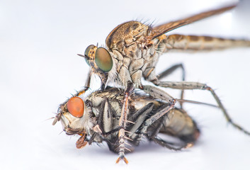 Brown Heath Robberfly (Arthropoda: Diptera: Asilidae: Machimus: Machimus cingulatus) eating a Flesh Fly (Sarcophaga crassipalpis Macquart) isolated with white background
