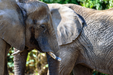 Captive elephants enjoying the sun in the zoo