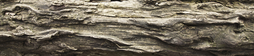 Tree bark texture. Nature rich wood background. Texture pattern of old figured cracked bark.