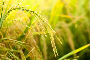 Field rice in thailand.