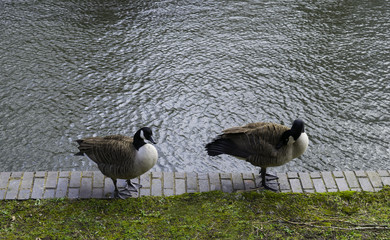 Canadian Geese