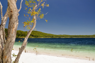 Stunning view of Lake McKenzie on Fraser Island, Queensland, Australia, located in the Great Sandy National Park. White sand composed of pure, white silica. Beautiful tree in backfround. Clear water.