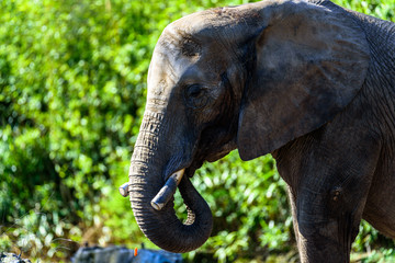 Naklejka premium Captive elephants enjoying the sun in the zoo