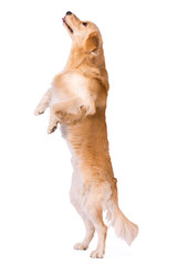 Golden Retriever standing showing tongue isolated on white