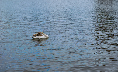 Fototapeta premium swans