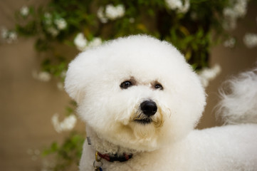 Bicon Frise dog head shot with white flowers in the background
