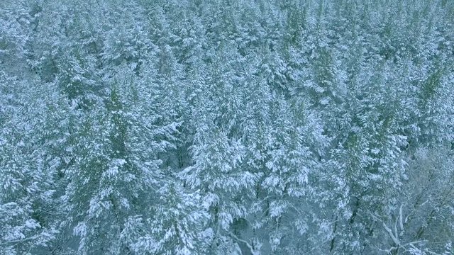 Panoramic view from above flight over dense coniferous winter forest air shot, reverse camera movement