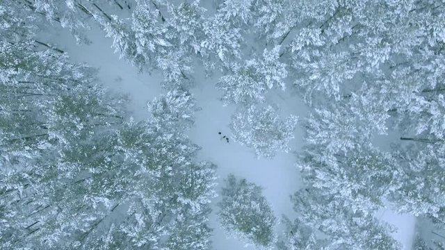 People Are Walking With A Dog In The Winter Magical Forest Aerial Shot, Top View.