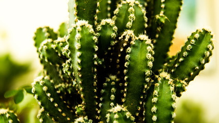 Planta 