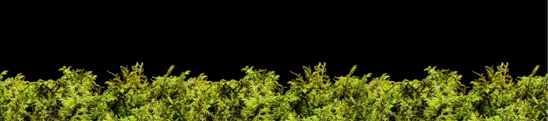Naklejka na ściany i meble Green moss isolated on black background