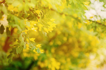 Green branch of caragana tree with yellow flowers