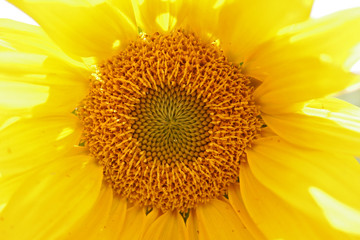 Young sunflower close-up 