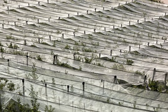 Apple orchards of Val di Non protected by anti hail coverage, Non Valley, Trentino, Italy