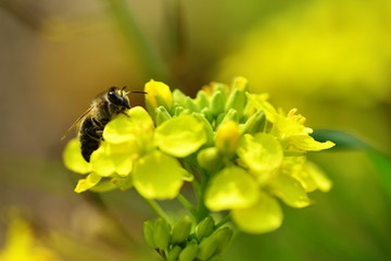 Bee on the yellow flower