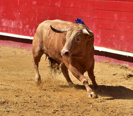 toro
