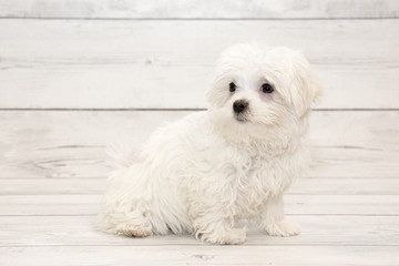 Maltese puppy on white wooden backdrop