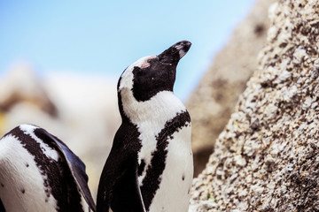 South African Penguin