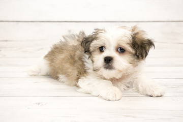 Teddy Bear puppy on wooden background