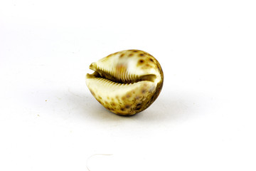 Sea shell found on the sea floor on a white background