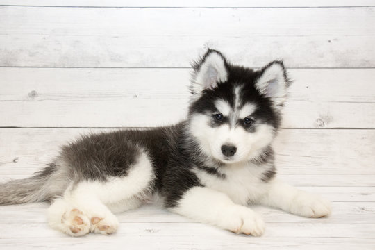 Siberian Husky puppy on white wooden backdrop