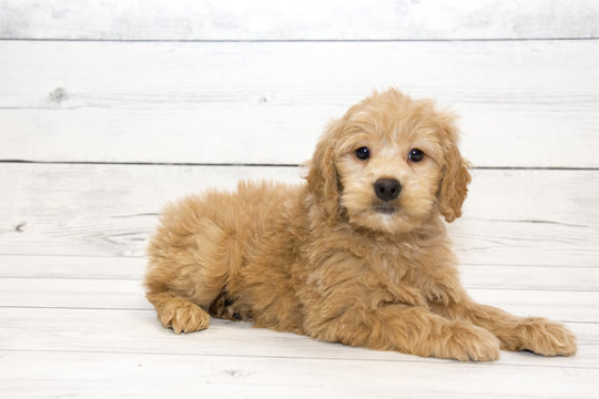  Goldendoodle with white wooden background