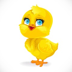 Cute baby chick isolated on a white background