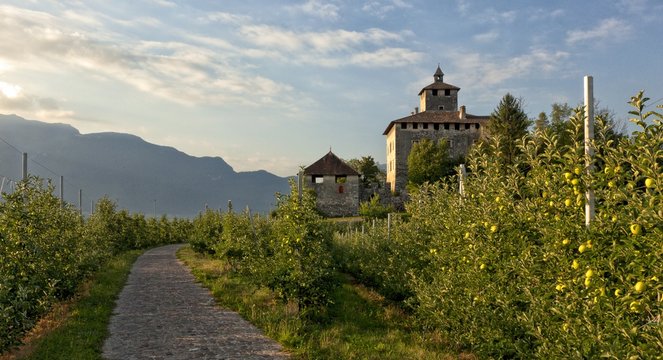 Castel Nanno castle and apple trees, Val di Non, Trentino, Italy