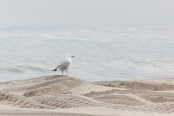 Seaside Heights Seagulls