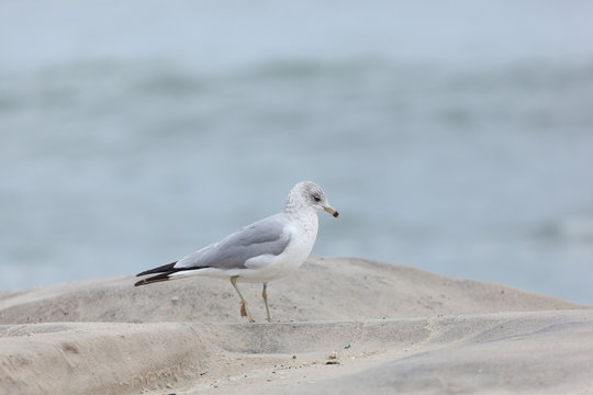 Seaside Heights Seagulls